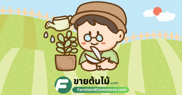 ขายต้นไม้.com ศูนย์รวมความรู้และโอกาสสร้างรายได้จากต้นไม้ สำหรับผู้เริ่มต้น เจ้าของสวน และร้านขายต้นไม้ รวมเนื้อหาเริ่มต้นอาชีพ การลงทุนและกำไร รีวิวสวนและร้านต้นไม้ ร้านขายวัสดุอุปกรณ์เกี่ยวกับต้นไม้ และตลาดผู้รับซื้อ พร้อมแนะนำร้านขายต้นไม้ใกล้บ้านคุณ